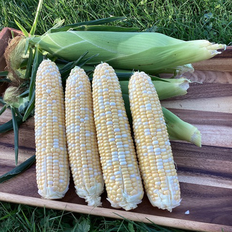 Sweet Corn GSH4010BC F1 Seed
