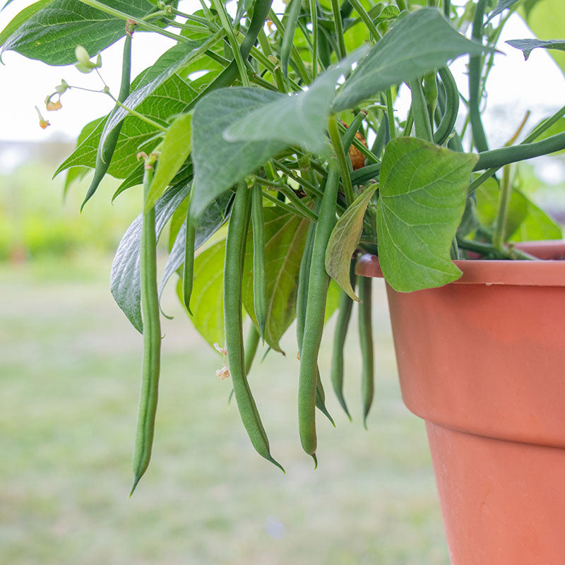 bean house plant Bean Elegance Seed STANDARD / 1,000 seeds / CRUISER