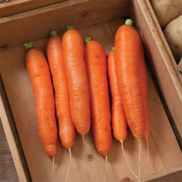 Carrot Bolero F1 Seed