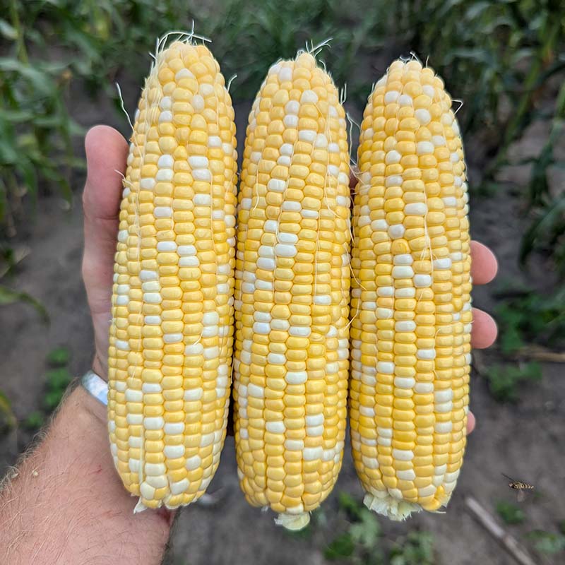 Sweet Corn GSX 704BC F1 Seed