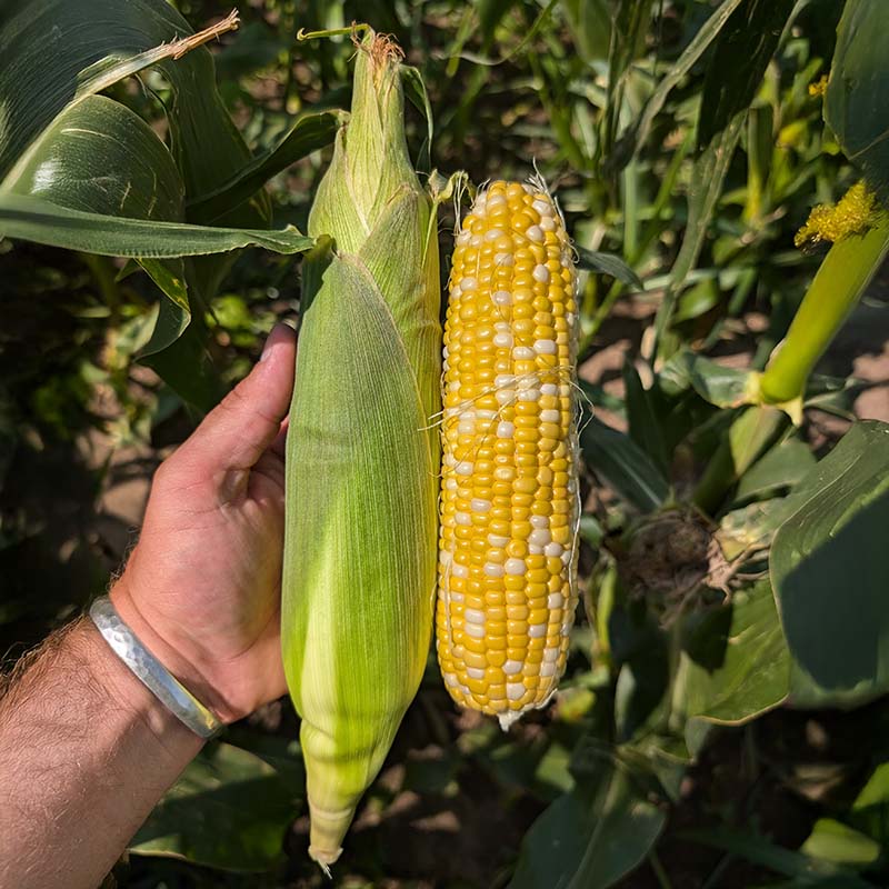 Sweet Corn GSX 704BC F1 Seed