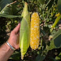 Sweet Corn GSX 704BC F1 Seed