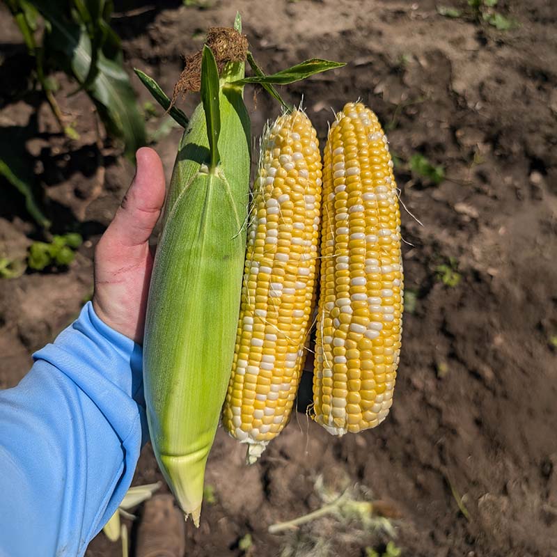 Sweet Corn GSX 704BC F1 Seed