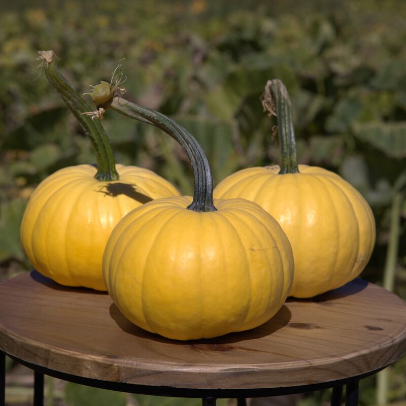 Pumpkin Lemon Cake F1 Seed