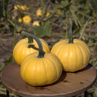 Pumpkin Lemon Cake F1 Seed