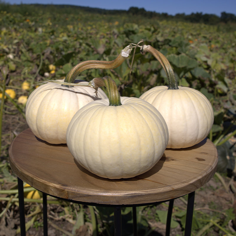 Pumpkin Moon Cake F1 Seed