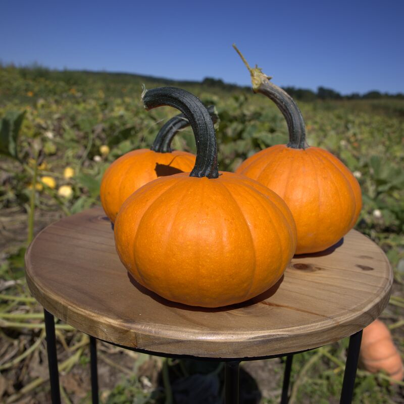 Pumpkin Carrot Cake F1 Seed
