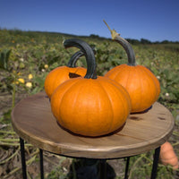 Pumpkin Carrot Cake F1 Seed