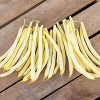 Bean Dawson Seed