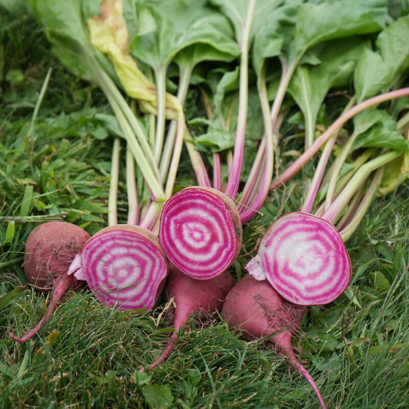 Beet Anello Seed