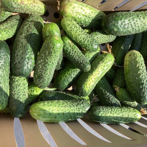 Cucumber Artemis F1 Seed