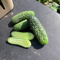 Cucumber Artemis F1 Seed