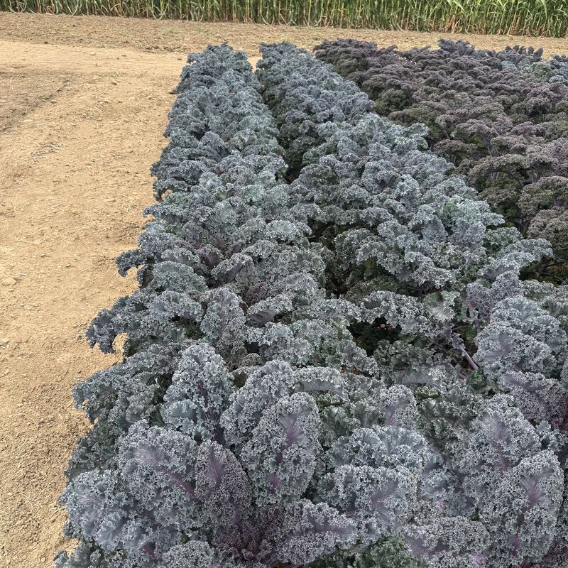 Kale Rubybor F1 Seed