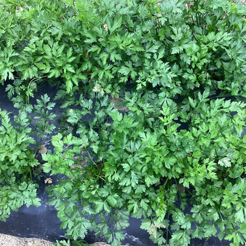 Parsley Laica Seed
