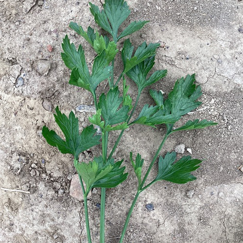 Parsley Laica Seed
