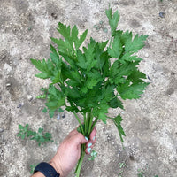Parsley Laica Seed