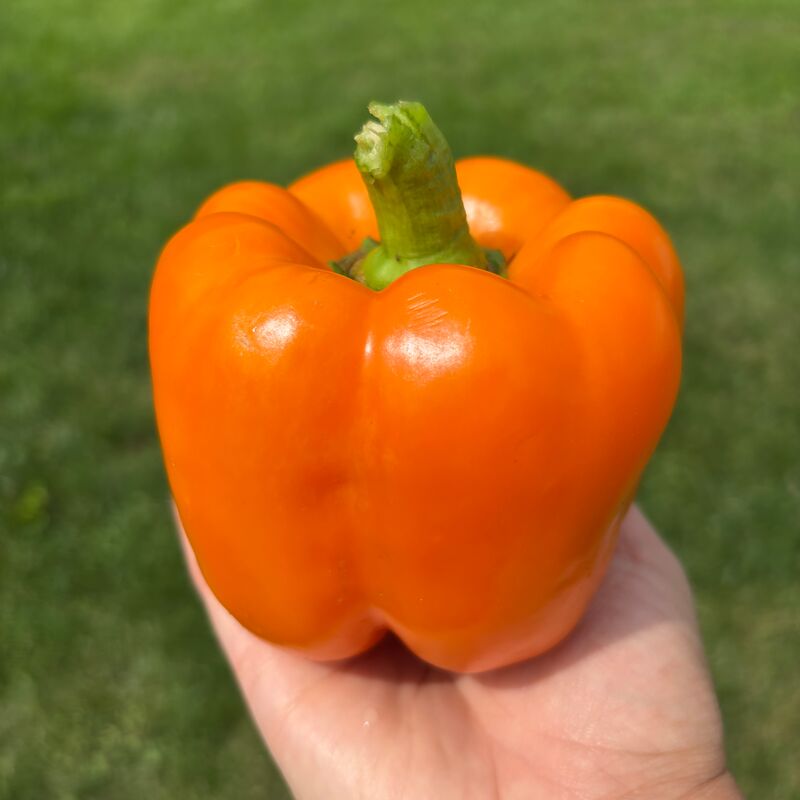 Pepper SVPB8500 F1 Seed