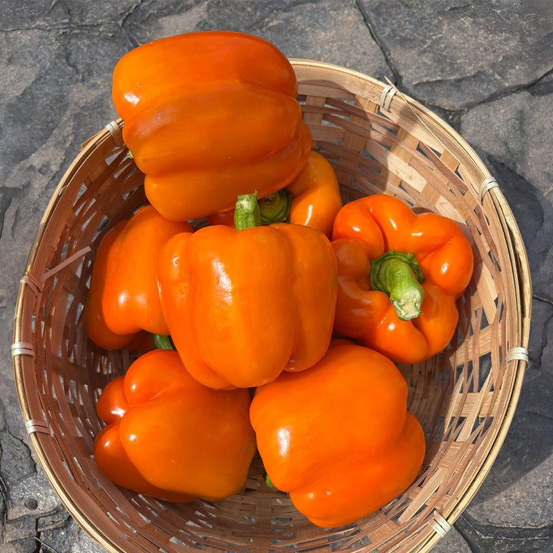 Pepper SVPB8500 F1 Seed