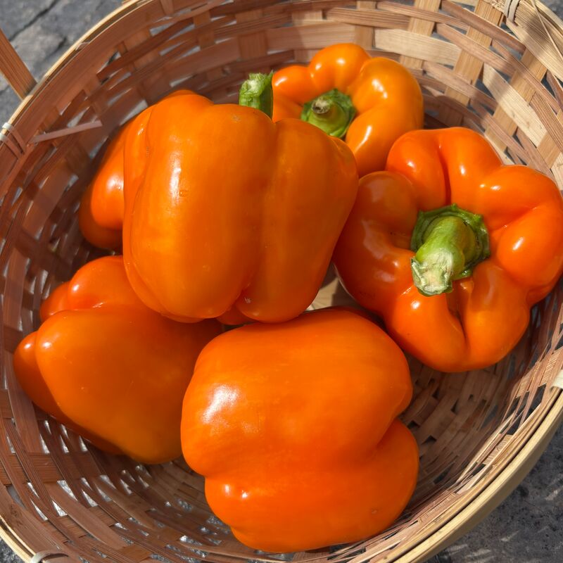 Pepper SVPB8500 F1 Seed