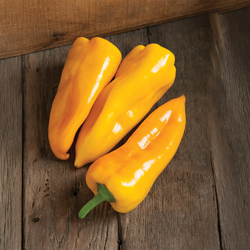 Pepper Escamillo F1 Seed