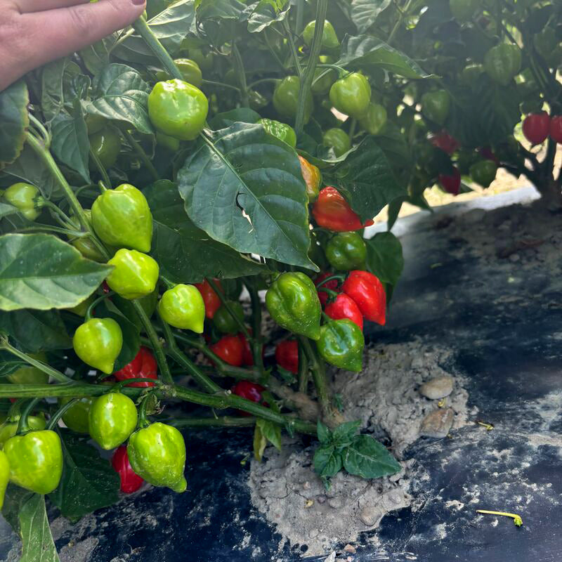 Pepper Red Savina Seed