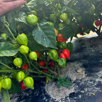 Pepper Red Savina Seed