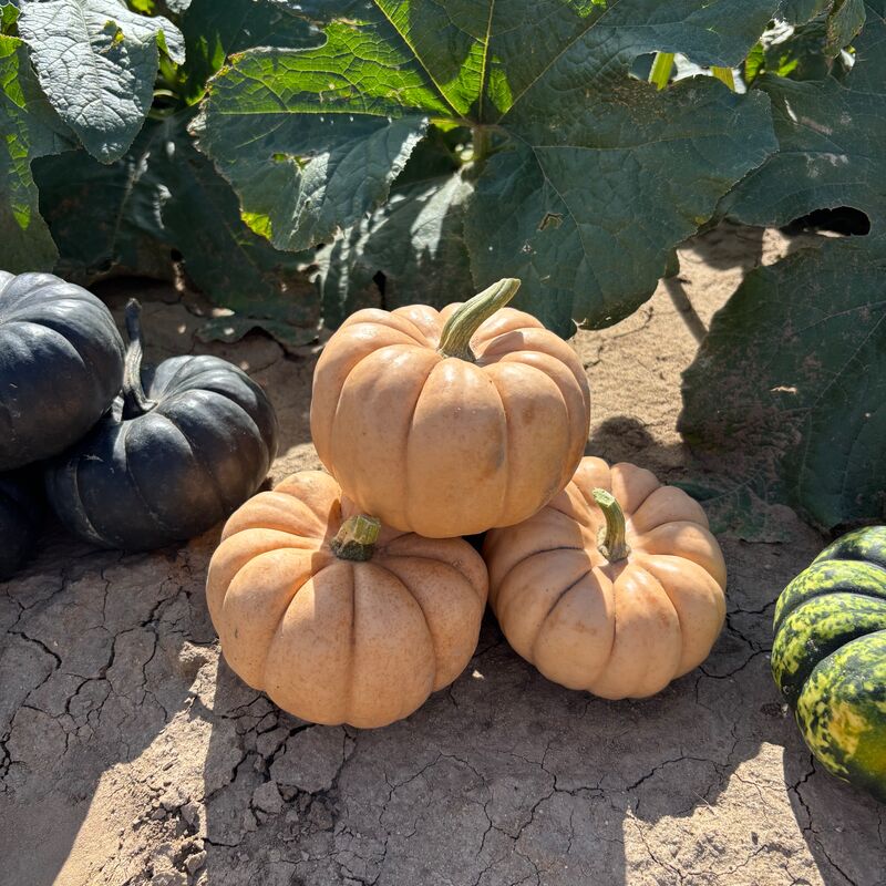 Pumpkin Sandita F1 Seed