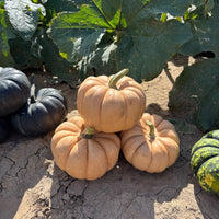 Pumpkin Sandita F1 Seed