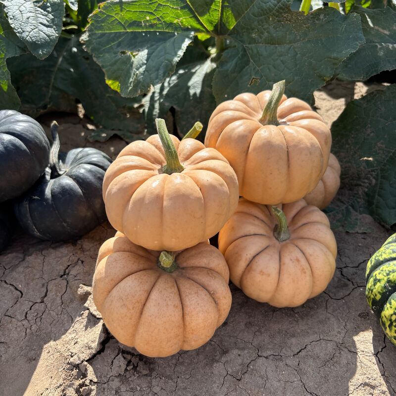 Pumpkin Sandita F1 Seed