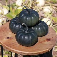 Pumpkin Nightfall F1 Seed