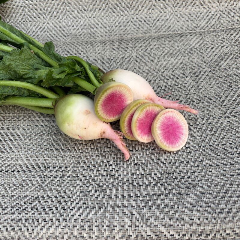 Radish Redheart F1 Seed