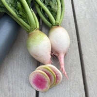Radish Redheart F1 Seed