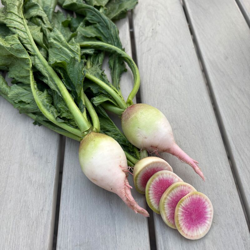Radish Redheart F1 Seed