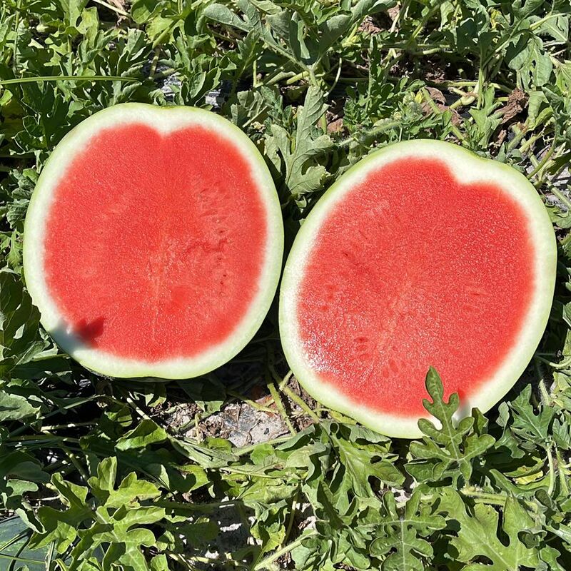 Watermelon Lil Cap F1 Seed