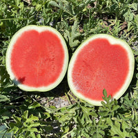 Watermelon Sierra Nevada F1 Seed