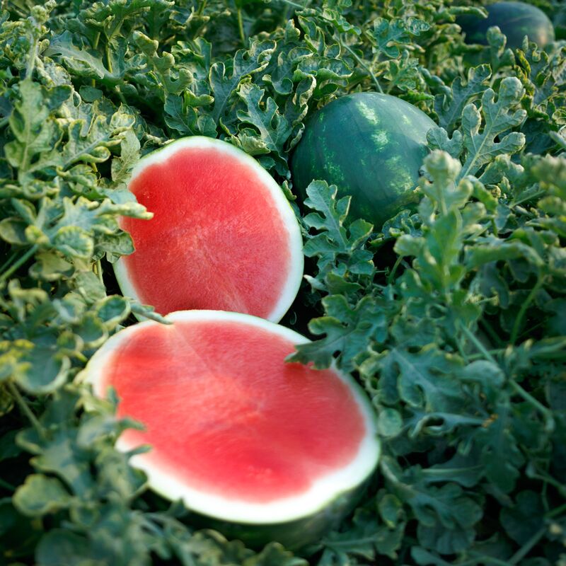 Watermelon Sierra Nevada F1 Seed