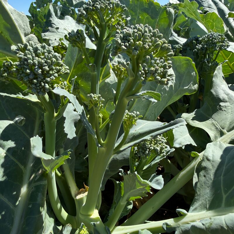Broccoli Delistem SBS-04601 F1 Seed