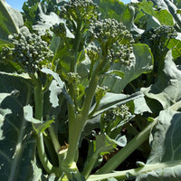 Broccoli Delistem SBS-04601 F1 Seed