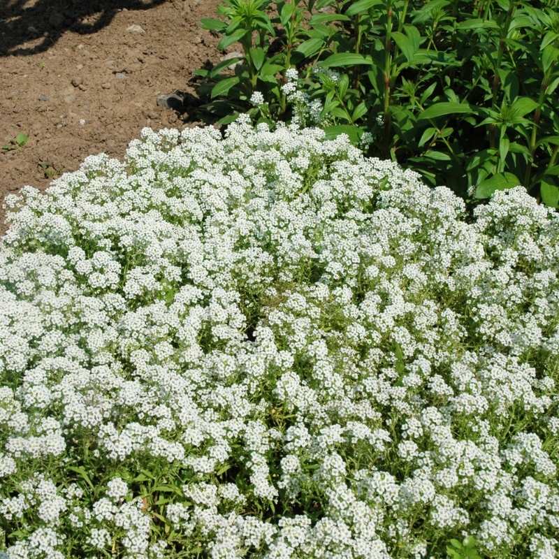 seed of snow flower Alyssum New Carpet of Snow Seed