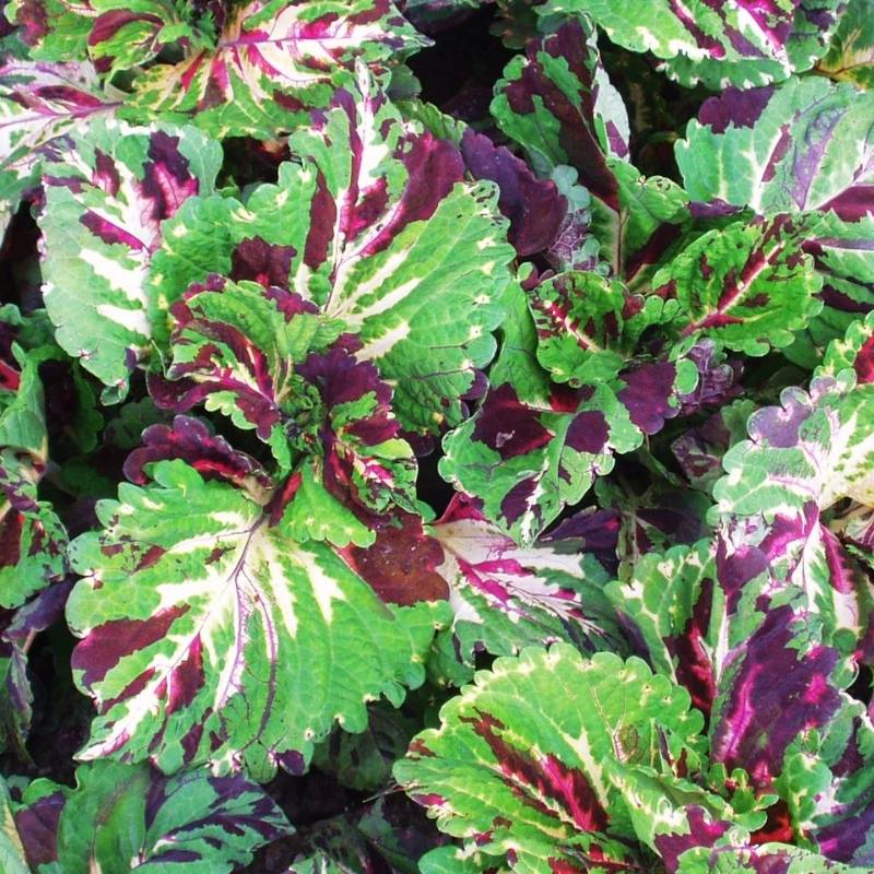 kong herbicide Harris Seeds Coleus Kong Mosaic Seed, Gardens and Bedding