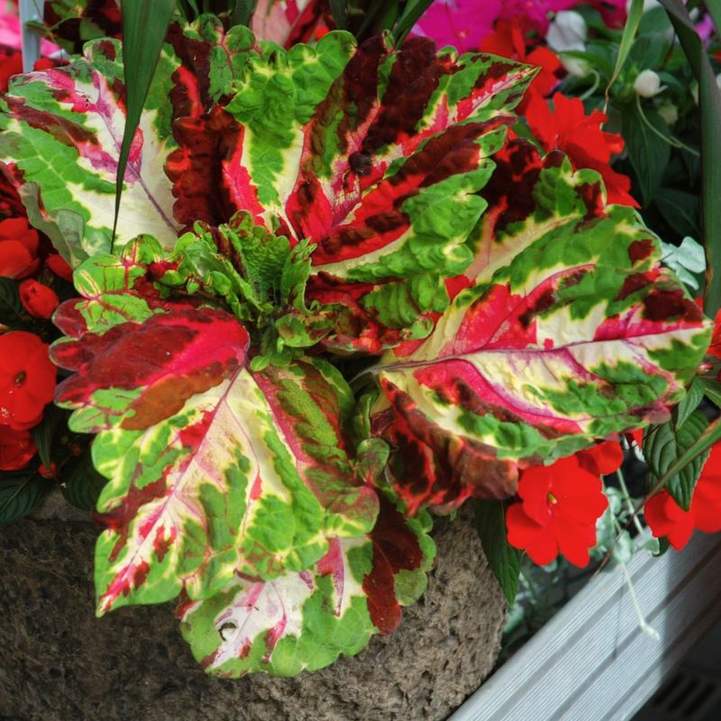 kong herbicide Harris Seeds Coleus Kong Mosaic Seed, Gardens and Bedding