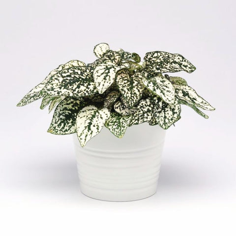 is hypoestes an indoor plant Hypoestes Splash Select White Seed – Harris Seeds