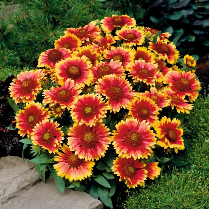 Harris Seeds Gaillardia Arizona Sun Seed - Thumbnail 4