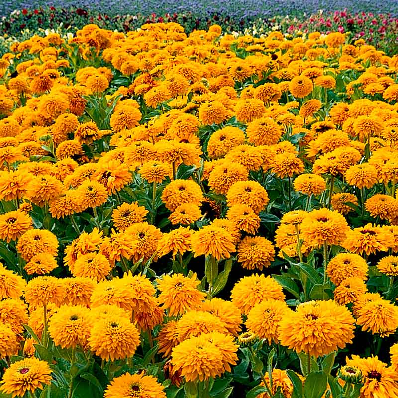 planting rudbeckia from seed Rudbeckia Maya Seed