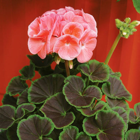where to buy geranium seeds Geranium Bullseye Salmon F1 Seed (Film Coat) Untreated
