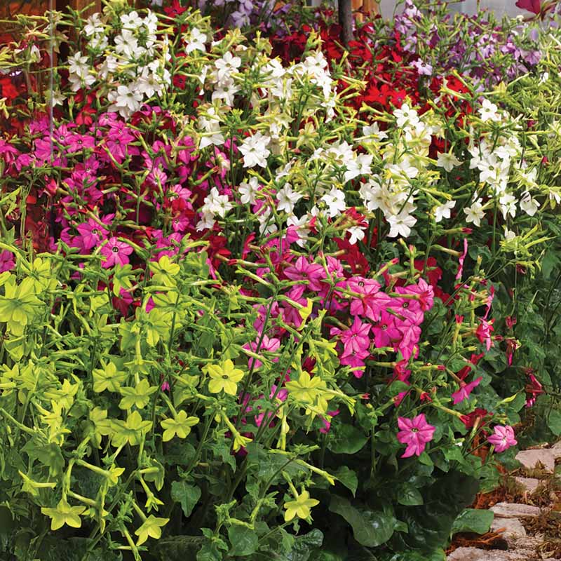 planting nicotiana seeds Nicotiana Perfume Mix F1 Seed