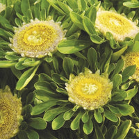 hulk herbicide Aster Hulk Seed – Harris Seeds