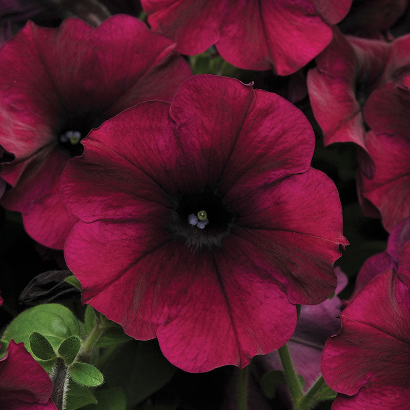 Petunia Easy Wave Mix F1 Seed – Harris Seeds