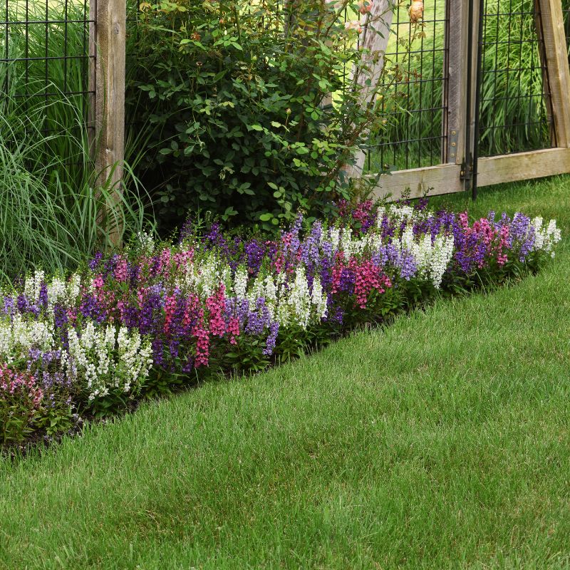 angelonia flower seeds Angelonia Serena Mix F1 Seed Pelleted / 50 Seeds / UNTREATED