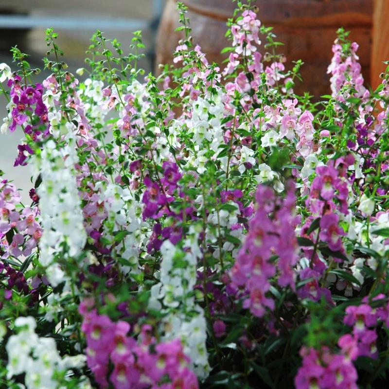 angelonia flower seeds Angelonia Serena Mix F1 Seed Pelleted / 50 Seeds / UNTREATED